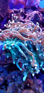 Vibrant coral reef wallpaper with colorful marine life.