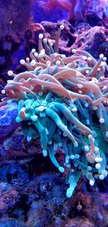 Vibrant coral reef with diverse marine life and rich blue colors.