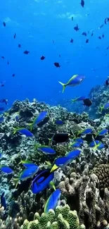 Vibrant coral reef with tropical fish swimming in clear blue water.