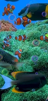 Colorful coral reef with tropical fish swimming.