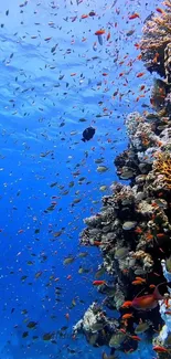 Bright coral reef with vibrant marine life in blue ocean waters.