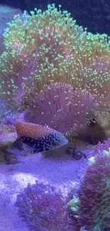 Colorful fish swimming near vibrant corals underwater.