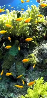 Vibrant coral reef with colorful fish swimming underwater.