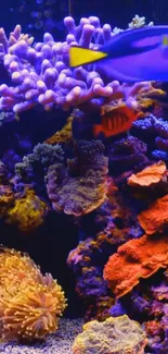 Vibrant coral reef aquarium with colorful fish.