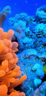 Bright and colorful coral reef underwater scene with marine life.