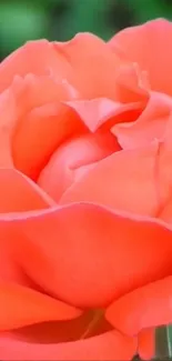 Close-up of a vibrant coral rose with green leaves.