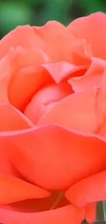 Close-up of a vibrant coral rose with delicate petals.