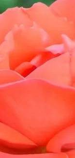 Close-up of a vibrant coral rose with delicate petals.