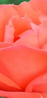 Close-up of vibrant coral rose with soft petals.