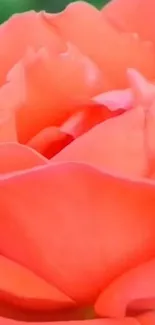 Close-up of a vibrant coral rose with lush petals.