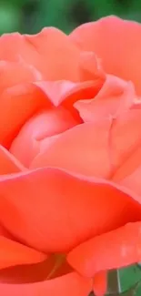 Vibrant coral rose in full bloom on mobile wallpaper.