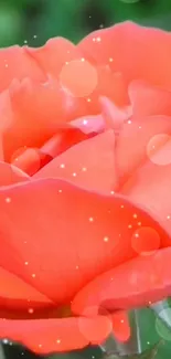 Vibrant coral rose with sparkling effects on petals.