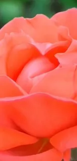 Close-up of a vibrant coral rose with a lush green background.