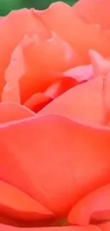 Beautiful coral rose close-up wallpaper for phones.