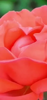 Vibrant coral rose close-up with lush petals.