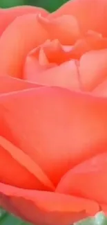 Close-up of vibrant coral rose petals in nature.