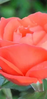 Close-up of a vibrant coral rose with lush green leaves.