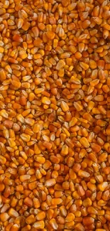 Close-up of vibrant golden corn kernels.