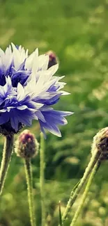 Close-up of a purple cornflower with a green background.