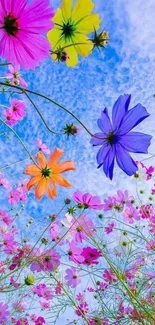 Colorful cosmos flowers with a blue sky backdrop, perfect for a nature-inspired wallpaper.