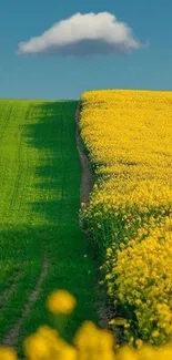 Vibrant yellow and green fields under a blue sky.