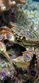 Crab resting on coral reef in ocean.