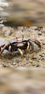 Vibrant crab on muddy shore with clouds above.