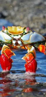 Vibrant red crab on rocky ocean shore with water reflection.