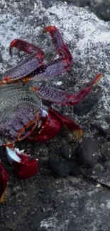 Red crab on rocky shore in vibrant mobile wallpaper.