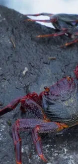 Two colorful crabs on rocky surface wallpaper.