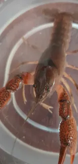 Detailed close-up of a brown crawfish in a circular bowl, showcasing intricate patterns.