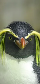 Close-up of a colorful crested penguin with yellow feathers on a phone wallpaper.