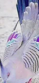 Crested pigeon with vibrant feathers on stone background.