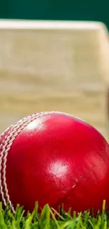 Close-up of vibrant red cricket ball on grass.