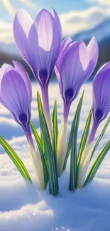 Purple crocus flowers blooming in snow under sunlight.