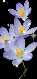 Purple crocus flowers with dark background on wallpaper.