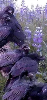 Crows perching on a log surrounded by vibrant lavender flowers.