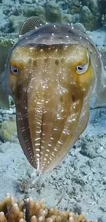 Cuttlefish with intricate patterns swims underwater, showcasing ocean beauty.