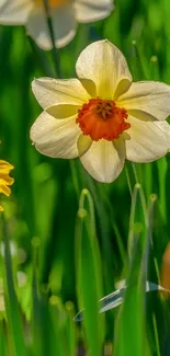 Close-up of a vibrant daffodil flower with lush green background.