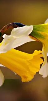 Close-up of yellow daffodils in full bloom with delicate petals.