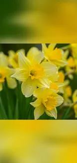 Vibrant yellow daffodils in full bloom.
