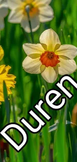 Mobile wallpaper with vibrant daffodils and lush green background.