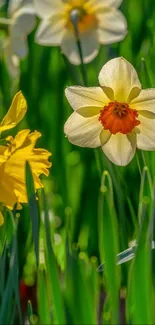 Colorful daffodils blooming in a lush green garden.