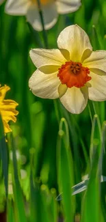 Close-up of bright daffodils in lush green grass wallpaper.