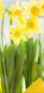 Close-up of vibrant yellow daffodils with green leaves.