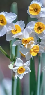 Vibrant daffodils with white petals and yellow centers in spring bloom.