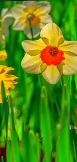 Vibrant daffodils against a lush green backdrop, perfect for mobile wallpapers.