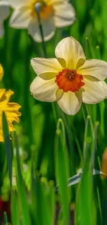 Bright yellow daffodils against a green background.