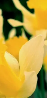 Close-up of vibrant yellow daffodils in bloom for spring.