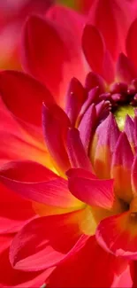 Close-up of a vibrant red dahlia flower with colorful petals.